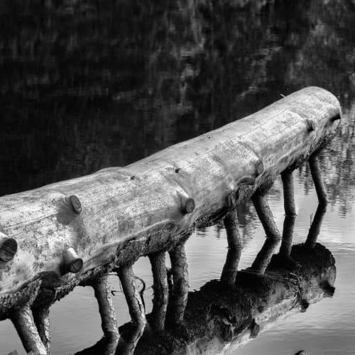 Un tronc couché au-dessus de l'eau avec des branches ressemblant à des pattes en noir blanc
