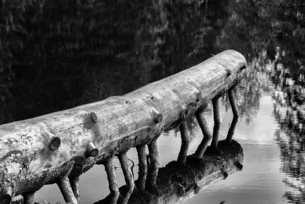 Un tronc couché au-dessus de l'eau avec des branches ressemblant à des pattes en noir blanc