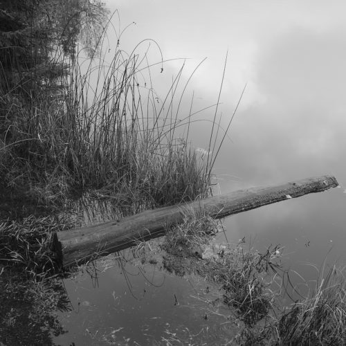 tronc flottant dans l'étang de Gruère où l'eau reflète le ciel