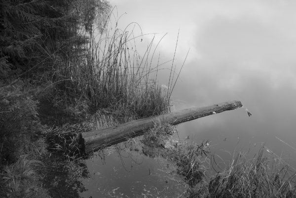 tronc flottant dans l'étang de Gruère où l'eau reflète le ciel