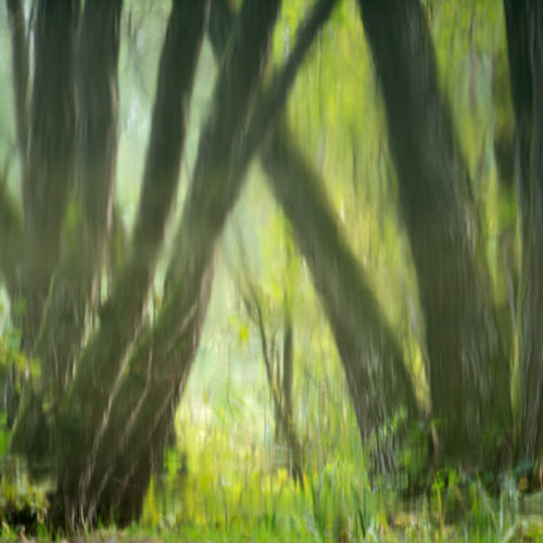 reflet d'arbres dans l'eau du Bois de Chêne